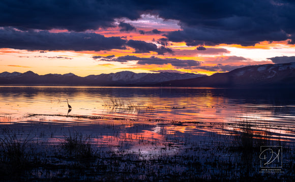 Heron in the Clouds - Utah Lake